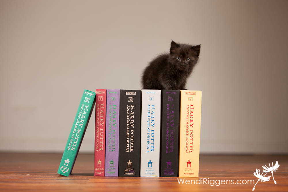 Winky-The-House-Elf-Cat-001