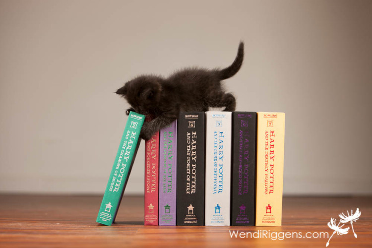 Winky-The-House-Elf-Cat-002