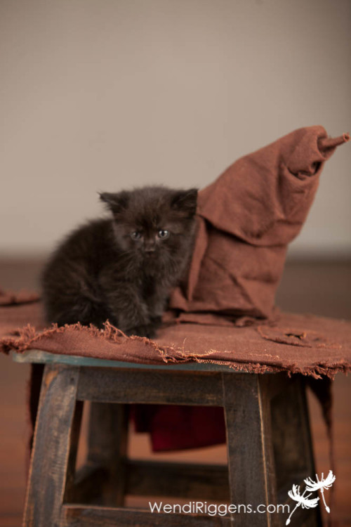 Winky-The-House-Elf-Cat-005