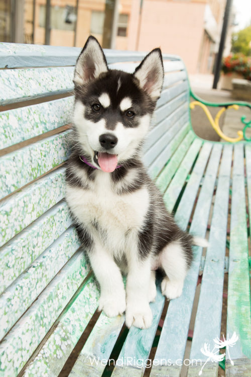 maya-husky-puppy-001